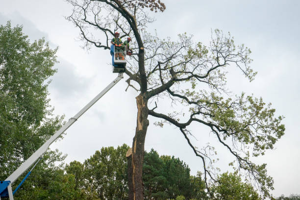 The Steps Involved in Our Tree Care Process in Reserve, LA